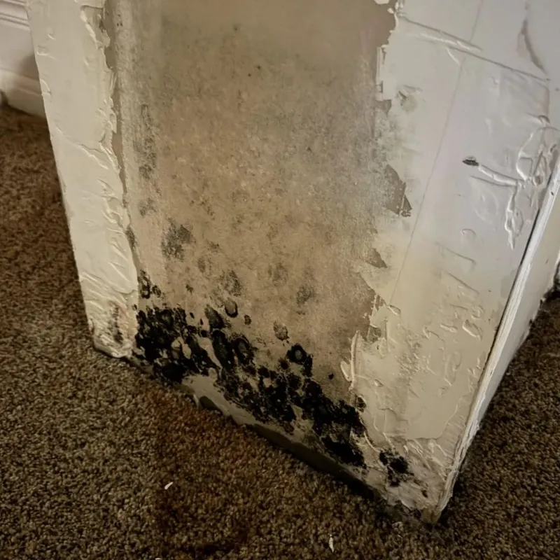 Professional Mold Removal in Anthony, NM